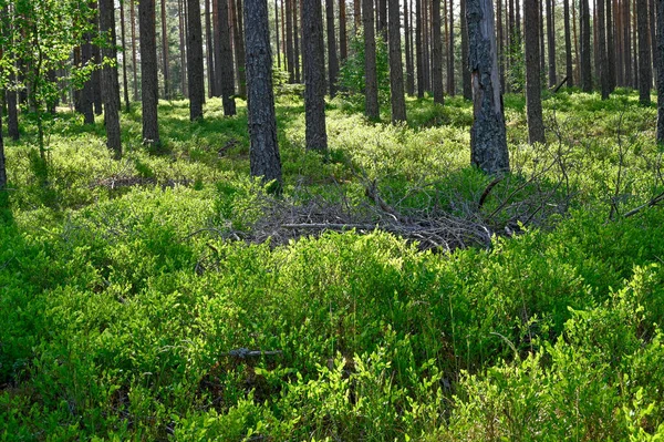 Backlight Pine Forest Blueberry Brushes Hallsberg Sweden June 2023 — Stock Photo, Image