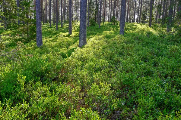 Backlight Através Floresta Pinheiros Com Pincéis Mirtilo Hallsberg Suécia Junho — Fotografia de Stock