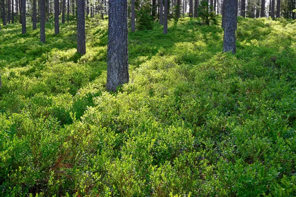 Podświetlenie Lasu Sosnowego Pędzlami Jagodowymi Hallsberg Szwecja Czerwiec 2023 — Zdjęcie stockowe