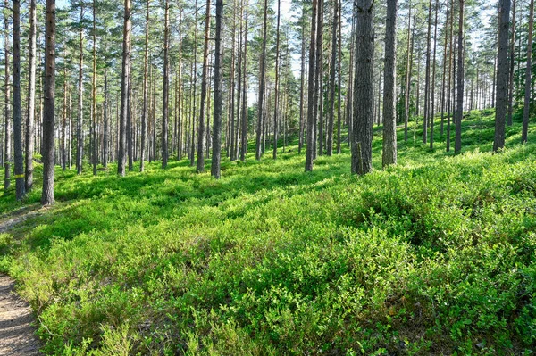 Trilha Através Floresta Pinheiros Com Muitos Arbustos Mirtilo Hallsberg Suécia — Fotografia de Stock