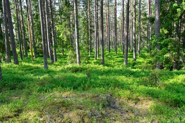 Floresta Pinheiros Com Muitos Arbustos Mirtilo Hallsberg Suécia 2023 Junho — Fotografia de Stock