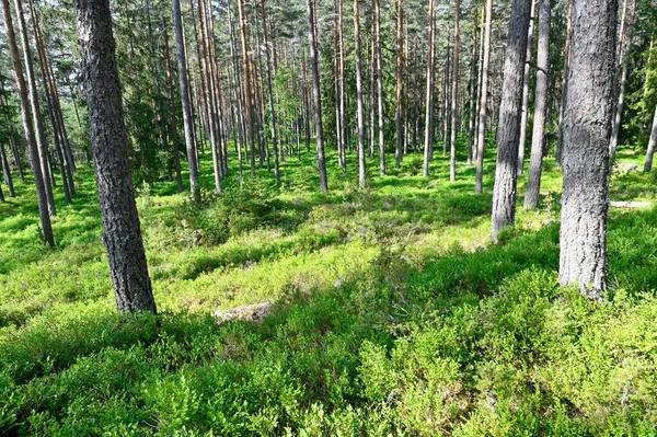 Pine Forest Lots Blueberry Bushes Hallsberg Sweden June 2023 — Stock Photo, Image