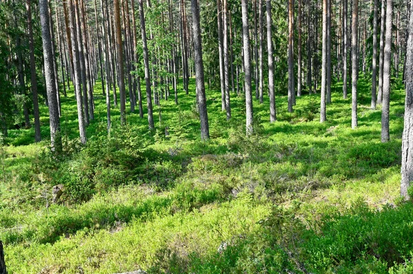 Sosnowy Las Mnóstwem Krzewów Jagodowych Hallsberg Szwecja Czerwiec 2023 — Zdjęcie stockowe