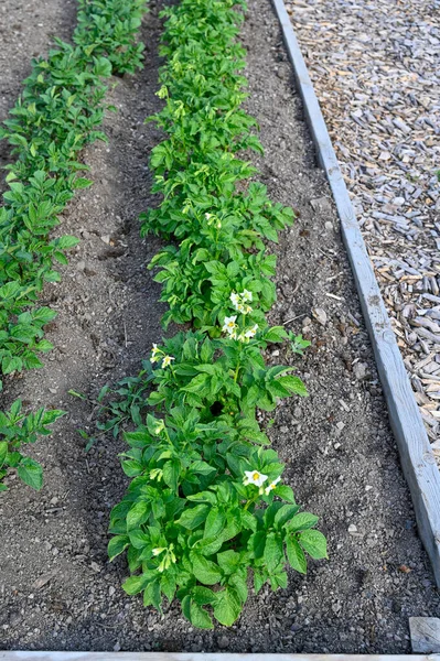 Haziran 2023 Sırayla Patates Bitkileriyle Dolu Bir Kutu — Stok fotoğraf