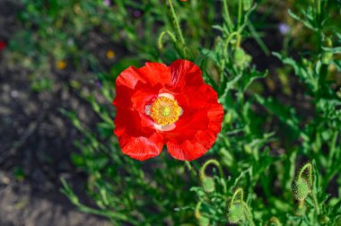 Büyük kırmızı gelincik çiçeği özel bahçede Kumla İsveç 16 Haziran 2023