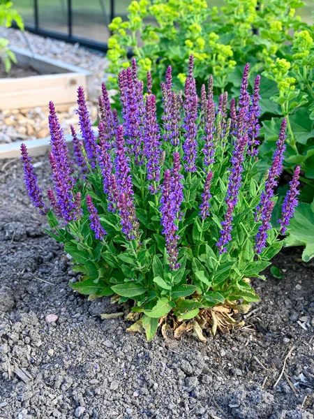 栽培箱の中の美しい紫色の木のセージ Kumla Sweden June 2023 — ストック写真