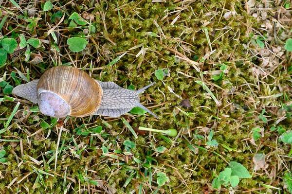 Closeup Roman Snail Escargot Lawn Kumla Sweden June 2023 — Stock Photo, Image