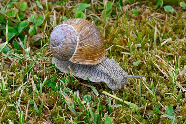Closeup Roman Snail Escargot Lawn Kumla Sweden June 2023 — Stock Photo, Image