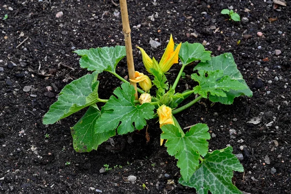 Squash Rostlina Žlutými Květy Zahradě Kumla Švédsko Červen 2023 — Stock fotografie