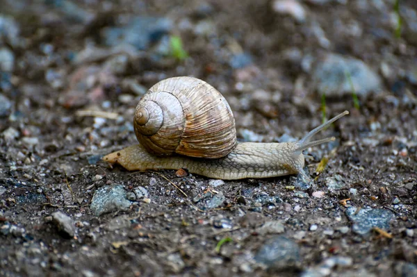 Closeup Roman Snail Gravel Road Kumla Sweden July 2023 — Stock Photo, Image