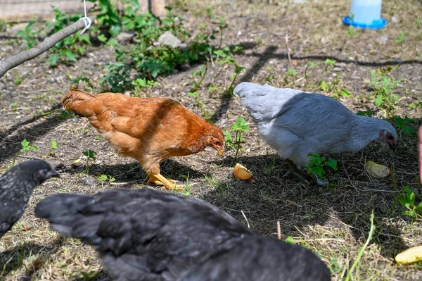 Κοτόπουλα Τρώνε Μήλο Έξω Στον Κήπο Kumla Σουηδία Ιούλιος 2023 — Φωτογραφία Αρχείου