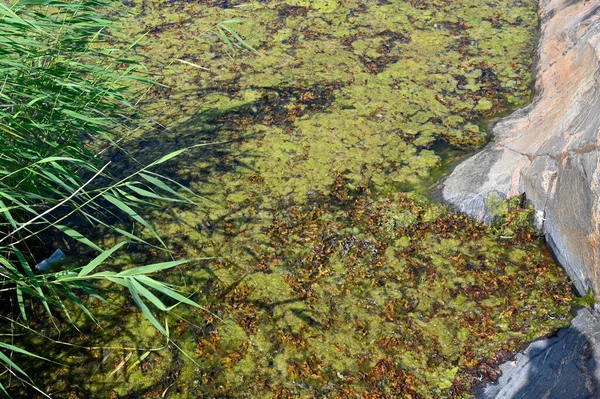 Floraison Algues Dans Mer Près Nykoping Suède Juillet 2023 — Photo