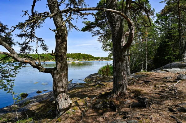 Trail Throug Stendorren Φύση Reservv Nykoping Σουηδία Ιούλιος 2023 Πάνω — Φωτογραφία Αρχείου