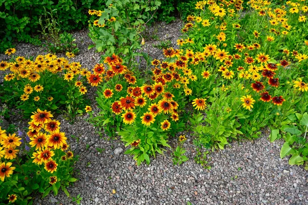 Lotes Flores Amarelas Laranja Rudbeckia Coloridas Suécia Julho 2023 — Fotografia de Stock