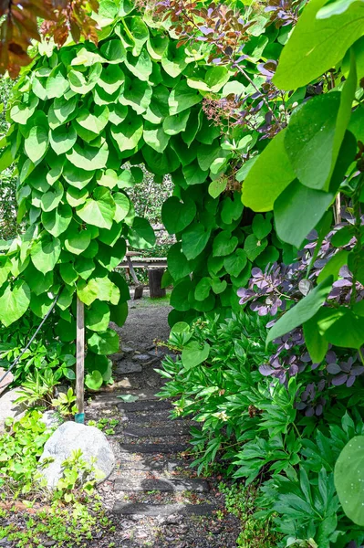 Jardin Avec Sentier Pédestre Travers Une Plante Étroite Avec Grandes — Photo