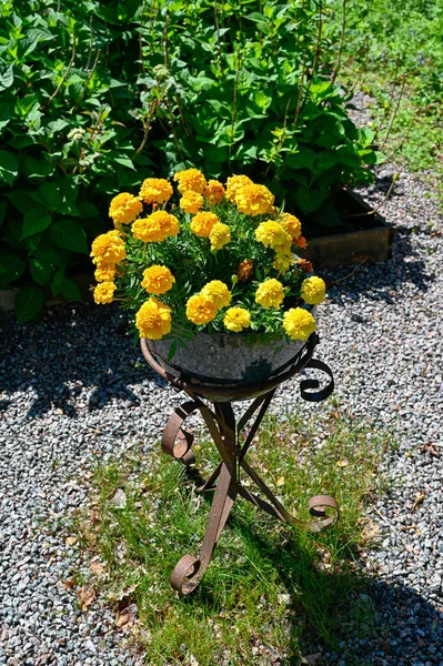 Fleurs Tagetes Jaune Vif Pot Fleurs Surélevé Suède Juillet 2023 — Photo