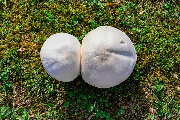 Cogumelos Que Crescem Gramado Jardim Traseiro Kumla Suécia Julho 2023 — Fotografia de Stock