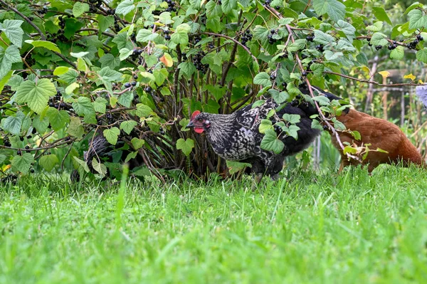 美丽的母鸡在草丛中散步 吃着瑞典库姆拉花园的浆果 — 图库照片