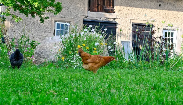 Курица Ходит Зеленой Траве Сараем Кумла Швеция Июля 2023 — стоковое фото
