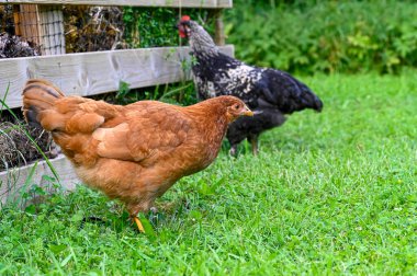 Bahçe kompostosu Kumla İsveç 25 Temmuz 2023 'te yeşil çimlerde yürüyen tavuklar