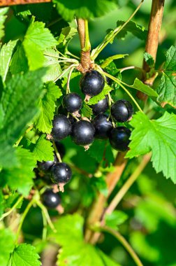 Böğürtlen kuşüzümü çalısı ve büyük lezzetli siyah meyveler 25 Temmuz 2023