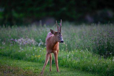 Akşam geç saatlerde yeşil tarlada Roe geyiği Kumla İsveç 26 Temmuz 2023