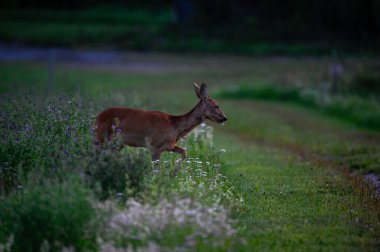 Akşam geç saatlerde yeşil tarlada Roe geyiği Kumla İsveç 26 Temmuz 2023