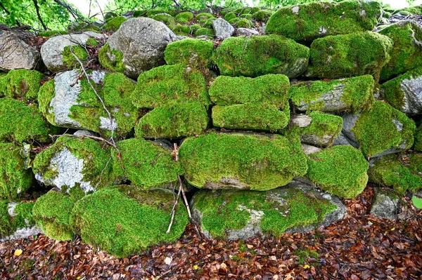 Vecchio Bellissimo Muro Pietra Ricoperto Muschio Verde Kumla Svezia Agosto — Foto Stock