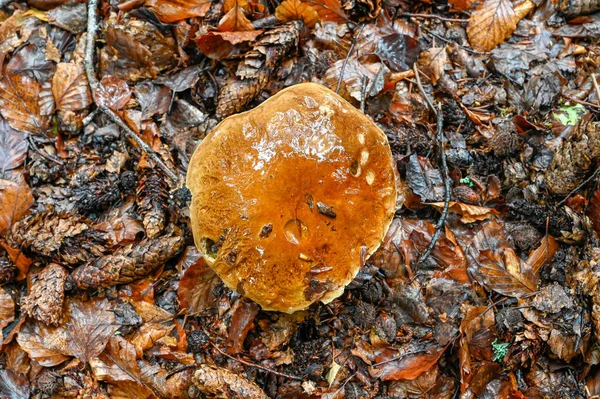 Pilz Wächst Durch Blätter Einem Regnerischen Tag Kumla Schweden August — Stockfoto