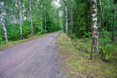 Ağaç dallarından geçen düz çakıl yolu Kumla İsveç 2 Ağustos 2023