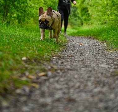 Fransız bulldog köpeğinin 5 Ağustos 2023 'te Kumla İsveç' te yürümesi kurbağa bakış açısı
