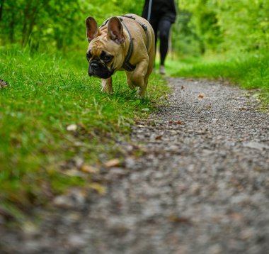 Fransız bulldog köpeğinin 5 Ağustos 2023 'te Kumla İsveç' te yürümesi kurbağa bakış açısı