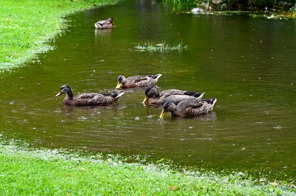 Stockenten Schwimmen Kleinem Teich Der Nähe Von Grünem Gras Orebro — Stockfoto