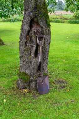 İsveç 'te 12 Ağustos 2023' te bir bahçede yaşlı bir ağaca yaslanan bir kürek.