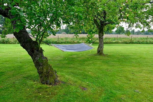 Большой Сад Двумя Яблонями Гамак Швеции Августа 2023 — стоковое фото