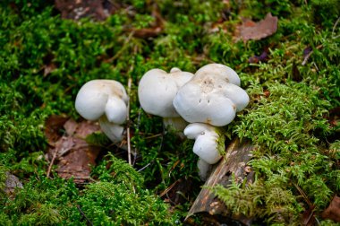 25 Ağustos 2023 'te ıslak yeşil yosunlu mantar.