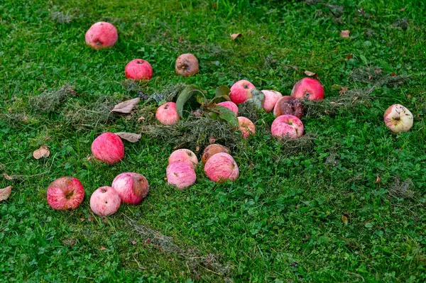 Czerwone Jabłka Spadły Drzewa Trawie Kumla Szwecja Sierpień 2023 — Zdjęcie stockowe