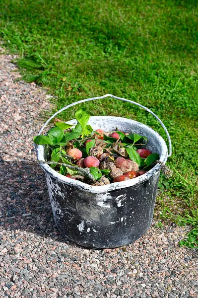 Bad plums collected in big bucket to throw away Kumla Sweden august 27 2023