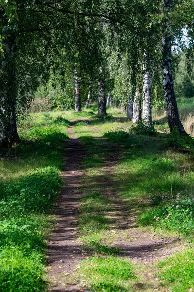 Lurus Jalan Hutan Sempit Kumla Swedia Agustus 2023 — Stok Foto