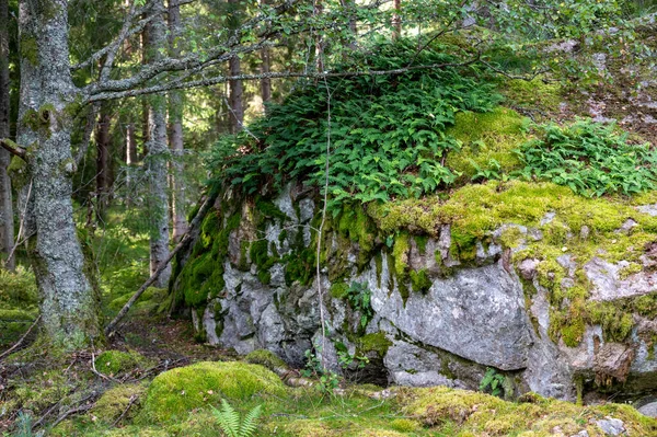 Pedra Grande Com Musgo Verde Polypodium Vulgare Hallsberg Suécia Agosto — Fotografia de Stock