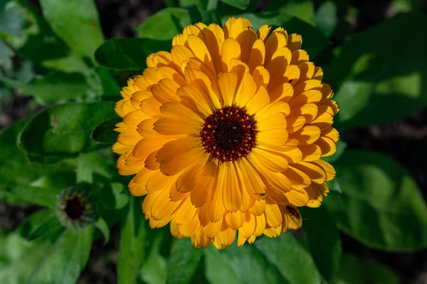 Zbliżenie Piękny Żółty Marigold Kwietnik Kumla Szwecja Wrzesień 2023 — Zdjęcie stockowe