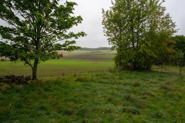 緑の農業分野 曇った9月の日 クムラスウェーデン 2023年9月20日 — ストック写真