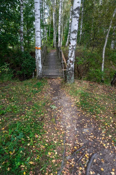 Sentiero Con Ponticello Legno Tra Due Betulle Kumla Svezia Settembre — Foto Stock