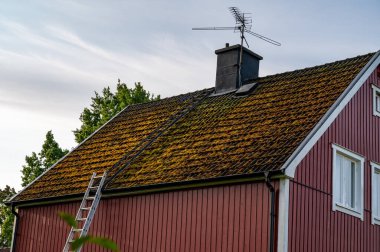 Yosun, Eylül 2023 'te İsveç' in Kumla kentindeki çatı kiremitlerini kaplıyor.