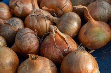 Yerel bahçe Kumla İsveç 'ten kahverengimsi sarı soğan yakın plan 27 Eylül 2023