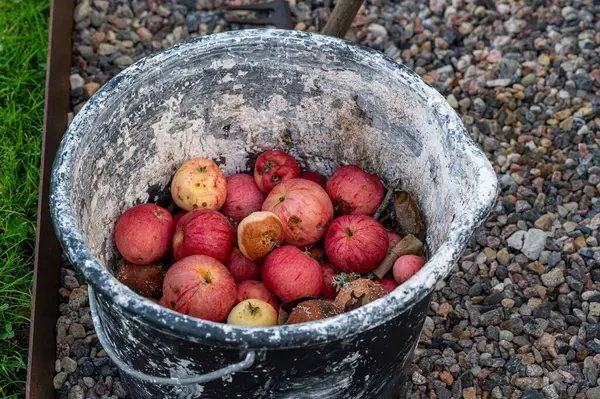 Bucket with apples gone bad starting to rot Kumla Sweden September 27 2023