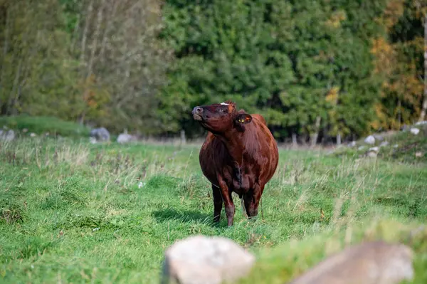 Vaca Aire Libre Pastos Comiendo Hierba Verde Hallsberg Suecia Octubre —  Fotos de Stock