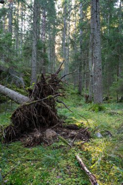 Doğa koruma alanı Skale Klint Hallsberg 'deki köknar ormanında rüzgar topu 10 Ekim 2023