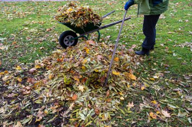 Bahçe Kumla 'da sonbahar renkli yapraklarla dolu el arabası 28 Ekim 2023