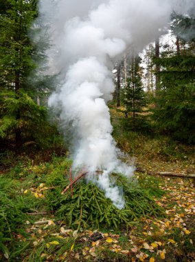 4 Kasım 2023 Motala İsveç Bahçesindeki ağaçlardan yanan dallar